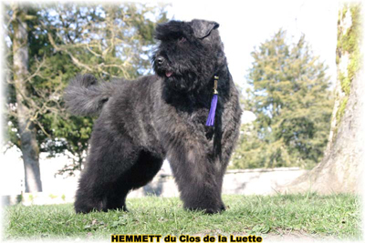HEMMETT &copy; Elevage de bouviers des flandres du Clos de la Luette specialis&eacute; pour le bouvier des flandres Copyrigth depose